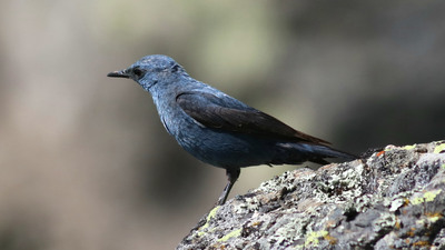 Gökardıç