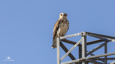 Yılan Kartalı - Circaetus gallicus kuş fotoğrafı