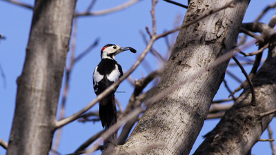 Alaca Ağaçkakan
