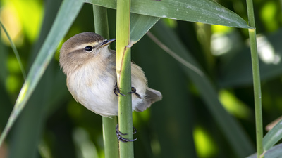 Çıvgın - Phylloscopus collybita kuş fotoğrafı