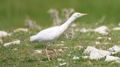 Sığır Balıkçılı - Ardea ibis kuş fotoğrafı