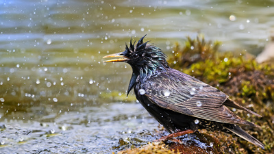 Sığırcık (Sturnus vulgaris) - Bilecik / Bozüyük kuş fotoğrafı