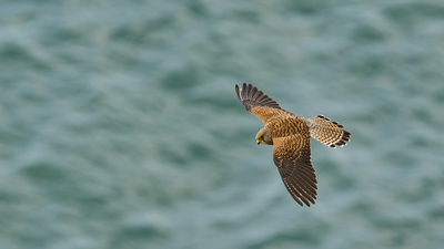 Kerkenez - Falco tinnunculus kuş fotoğrafı