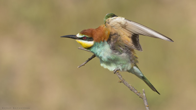 Arıkuşu - Merops apiaster kuş fotoğrafı