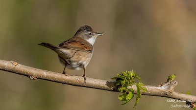 Akgerdanlı Ötleğen (Curruca communis) - KKTC / Girne kuş fotoğrafı