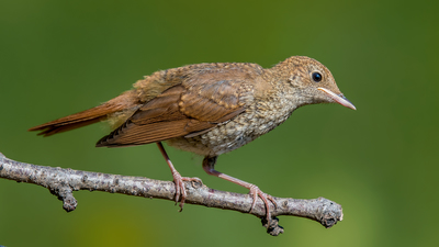 Bülbül (Luscinia megarhynchos) - Denizli / Merkezefendi kuş fotoğrafı