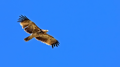 Şah kartal