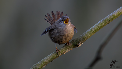 Çıtkuşu - Troglodytes troglodytes kuş fotoğrafı