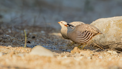 Kum Kekliği (Ammoperdix griseogularis) - Şanlıurfa / Birecik kuş fotoğrafı