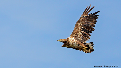 Akkuyruklu Kartal - Haliaeetus albicilla kuş fotoğrafı