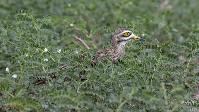 Kocagöz - Burhinus oedicnemus kuş fotoğrafı