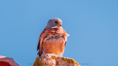 Küçük Kerkenez - Falco naumanni kuş fotoğrafı