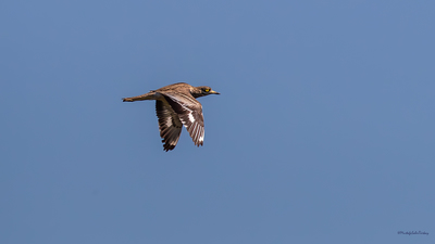 Kocagöz (Burhinus oedicnemus) - İstanbul / Beykoz kuş fotoğrafı