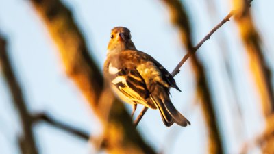 İspinoz - Fringilla coelebs kuş fotoğrafı