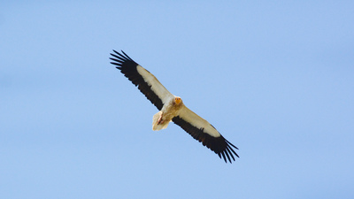 Küçük Akbaba (Neophron percnopterus) - Ankara / Nallıhan kuş fotoğrafı