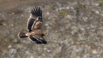 Şah Kartal (Aquila heliaca) - Eskişehir / Çifteler kuş fotoğrafı