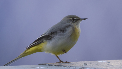 Dağ Kuyruksallayanı - Motacilla cinerea kuş fotoğrafı
