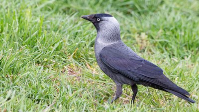 Küçük Karga