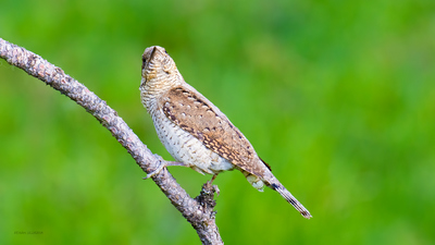 Boyunçeviren - Jynx torquilla kuş fotoğrafı