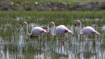 Flamingo