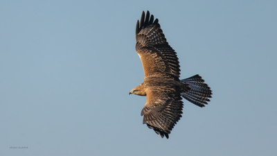 Kızıl Şahin - Buteo rufinus kuş fotoğrafı
