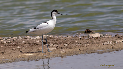 Kılıçgaga