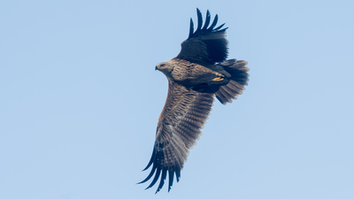 Şah Kartal - Aquila heliaca kuş fotoğrafı