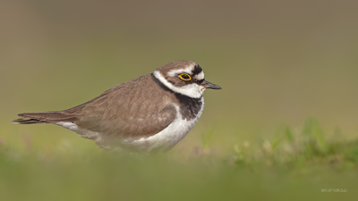 Halkalı Küçük Cılıbıt - Charadrius dubius kuş fotoğrafı