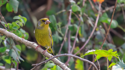 Florya (Chloris chloris) - Antalya / Muratpaşa kuş fotoğrafı