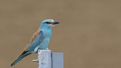 Gökkuzgun - Coracias garrulus kuş fotoğrafı