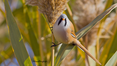 Bıyıklı Baştankara - Panurus biarmicus kuş fotoğrafı