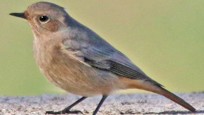 Kızılkuyruk (Phoenicurus phoenicurus) - Çanakkale / Ezine kuş fotoğrafı