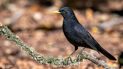 Karatavuk - Turdus merula kuş fotoğrafı