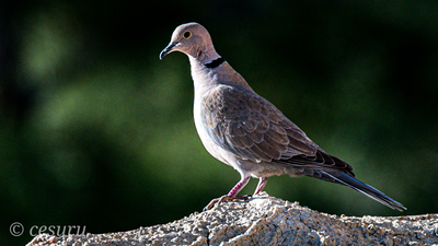 Kumru - Streptopelia decaocto kuş fotoğrafı