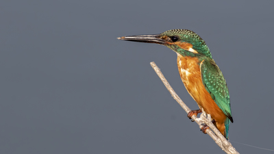 Yalıçapkını - Alcedo atthis kuş fotoğrafı