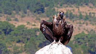 Kara Akbaba - Aegypius monachus kuş fotoğrafı
