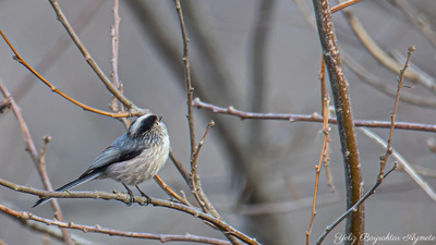 Uzunkuyruklu baştankara (Aegithalos caudatus) - İstanbul / Şile kuş fotoğrafı