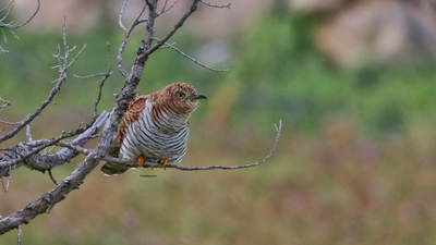 Guguk (Cuculus canorus) - Adana / Seyhan kuş fotoğrafı