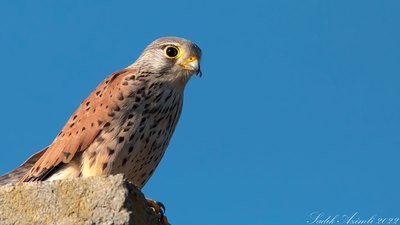 Kerkenez - Falco tinnunculus kuş fotoğrafı