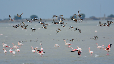 Flamingo