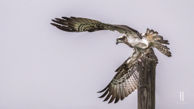 Balık Kartalı - Pandion haliaetus kuş fotoğrafı