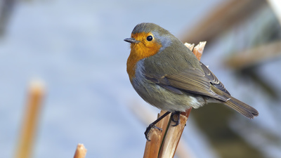 Kızılgerdan (Erithacus rubecula) - Konya / Kulu kuş fotoğrafı