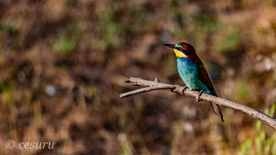 Arıkuşu (Merops apiaster) - Osmaniye / Merkez kuş fotoğrafı