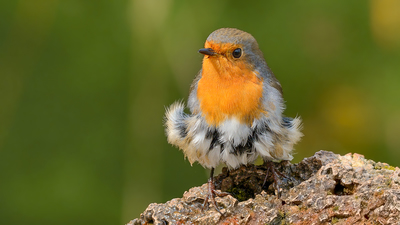 Kızılgerdan - Erithacus rubecula kuş fotoğrafı