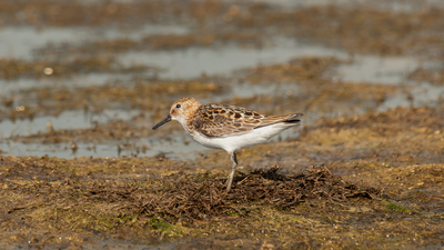 Küçük kumkuşu (Calidris minuta) - Adana / Karataş kuş fotoğrafı