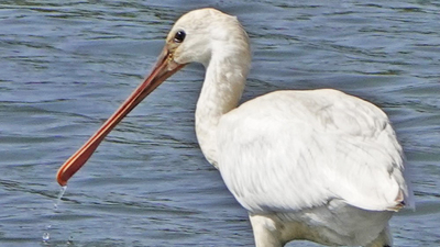 Kaşıkçı (Platalea leucorodia) - Çanakkale / Ezine kuş fotoğrafı