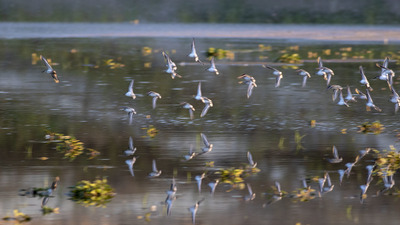 Küçük Kumkuşu - Calidris minuta kuş fotoğrafı