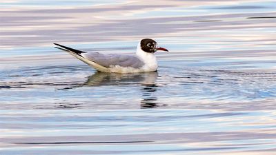 Karabaş Martı (Chroicocephalus ridibundus) - Isparta / Eğirdir kuş fotoğrafı