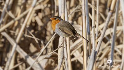 Kızılgerdan (Erithacus rubecula) - Ankara / Gölbaşı kuş fotoğrafı