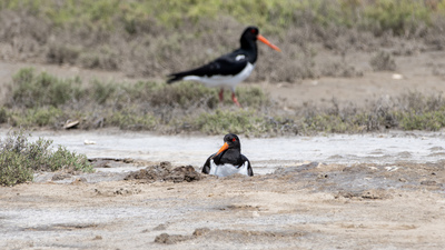 Poyrazkuşu (Haematopus ostralegus) - - / - kuş fotoğrafı